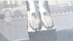 Two feet on a picture on a white background